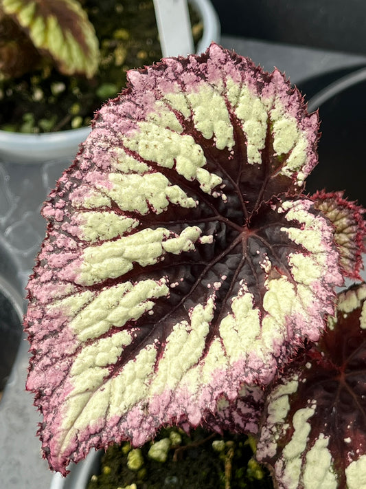 Begonia Fireworks