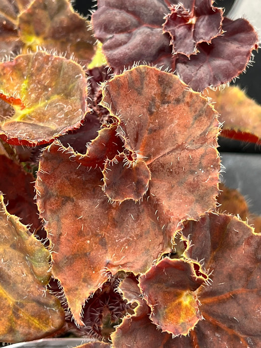 Begonia Angel Glow
