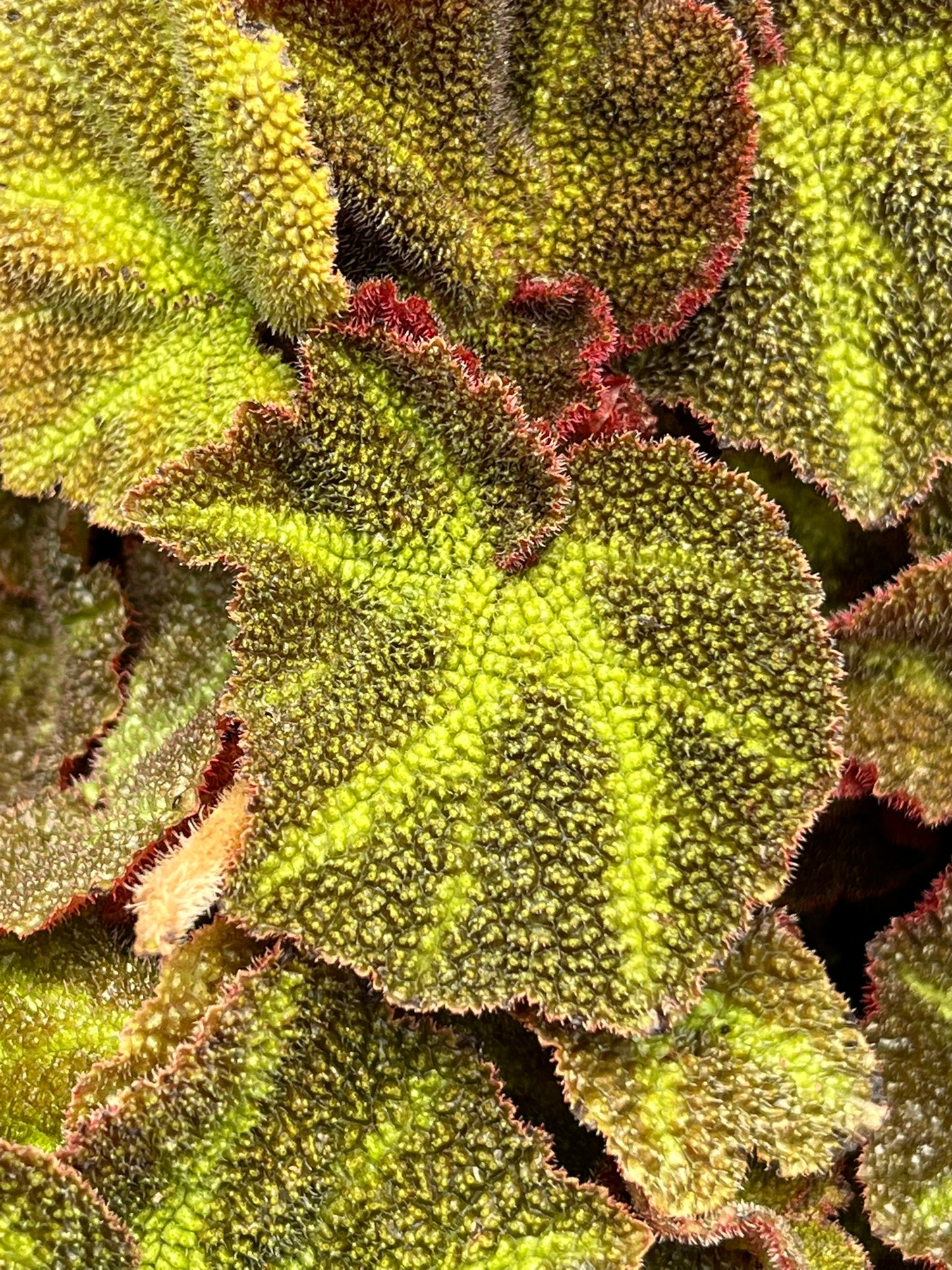 Begonia Soli-Mutata