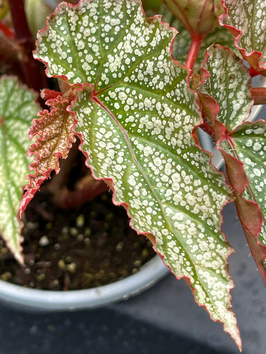 Begonia Frosty