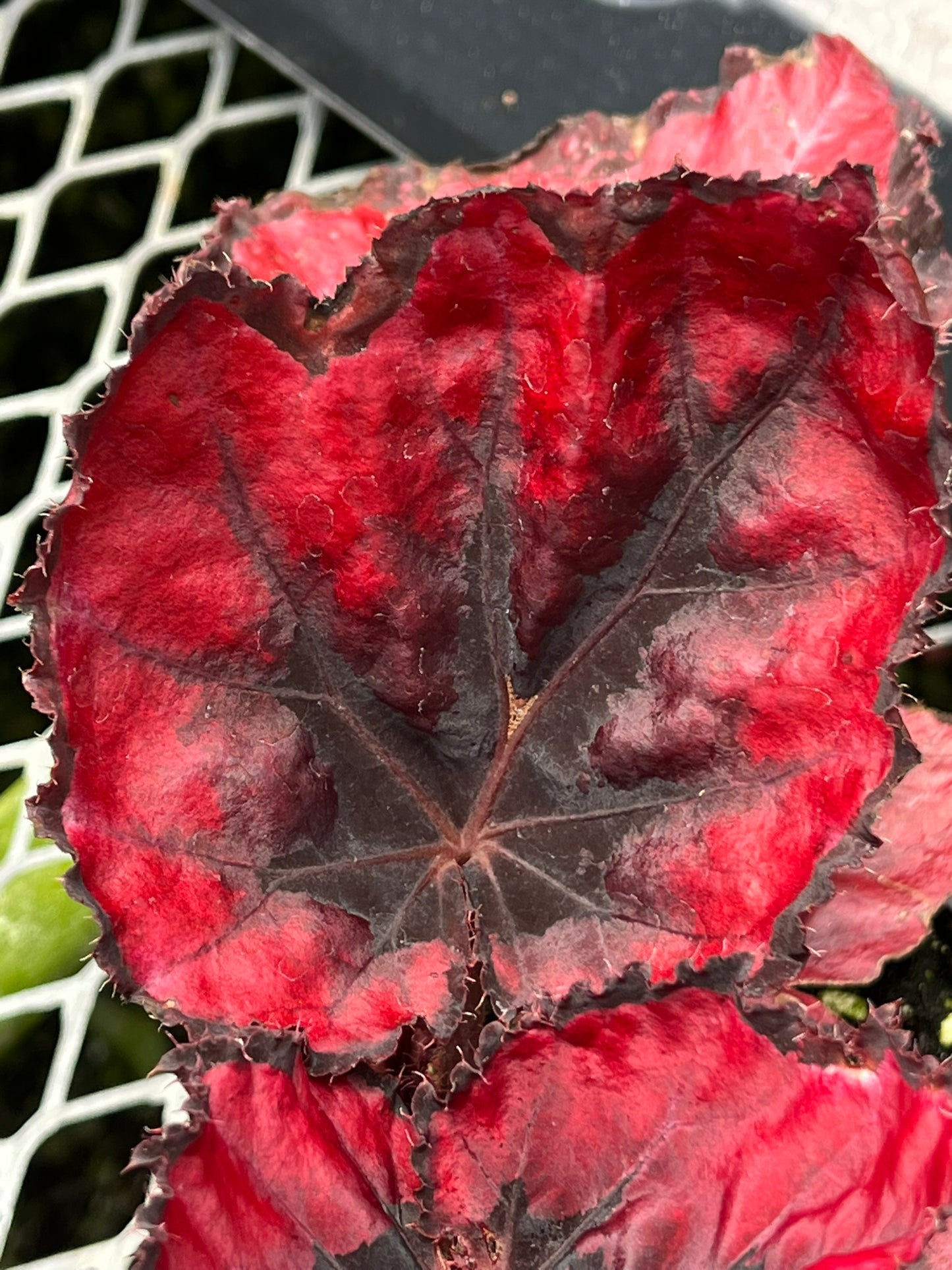Begonia Harmony Red Robin