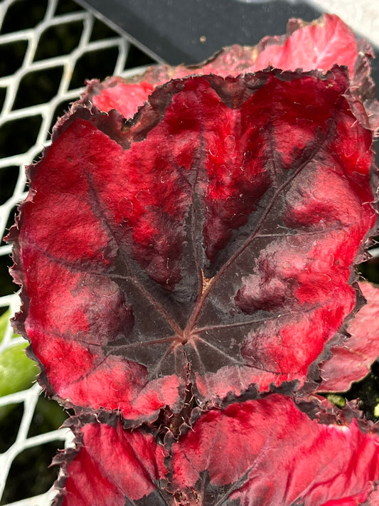 Begonia Harmony Red Robin