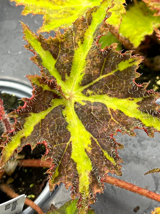 Begonia Nebula Zeta