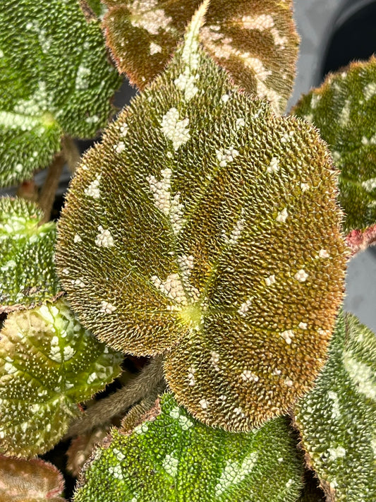 Begonia pustulata