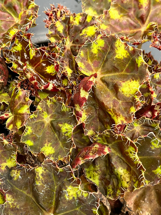 Begonia Tiger Kitten