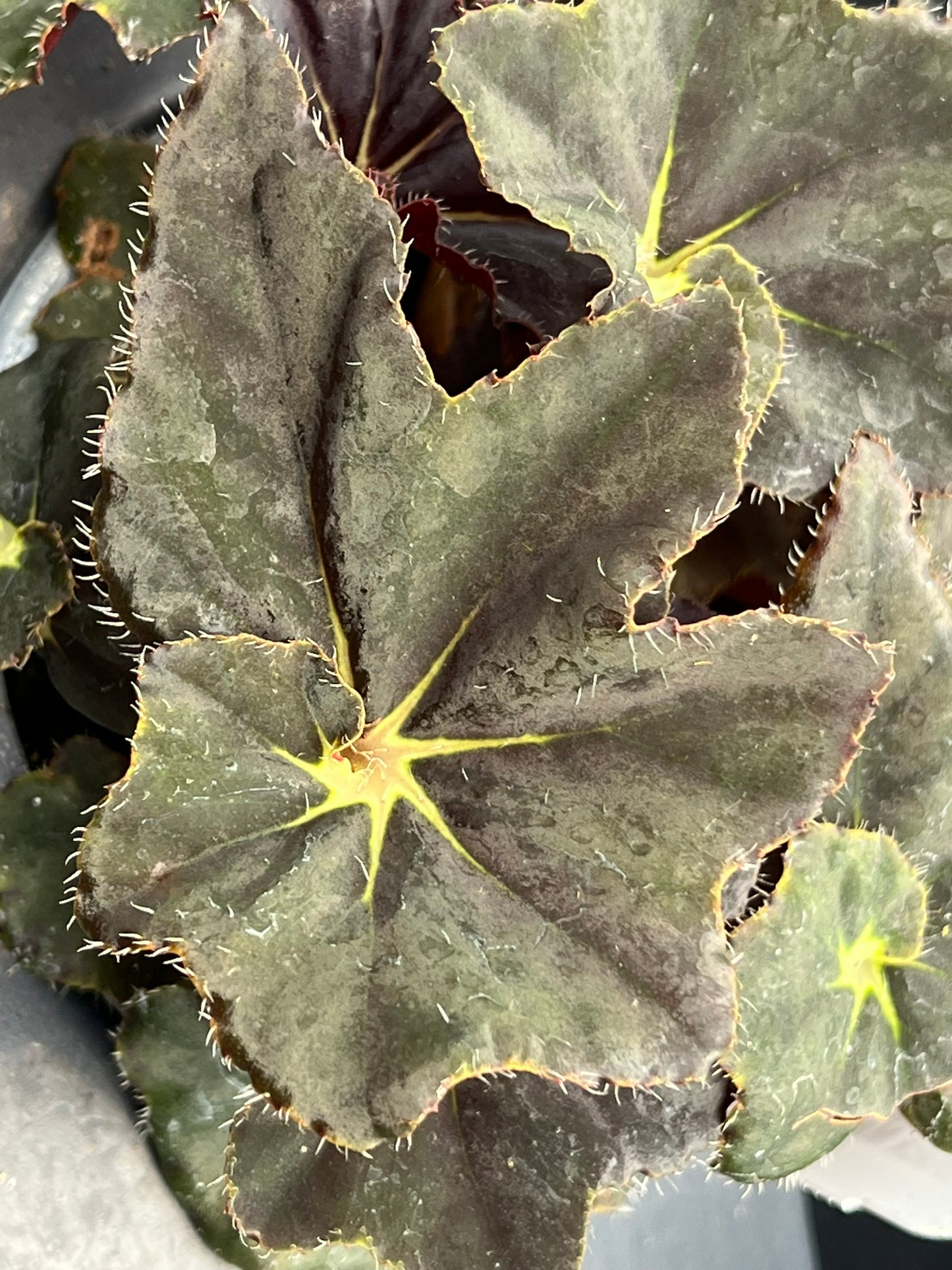 Begonia Black Mamba