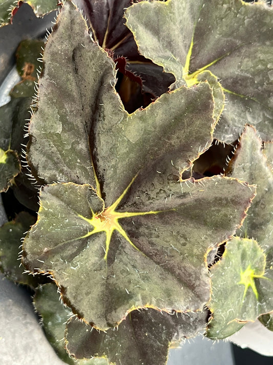 Begonia Black Mamba