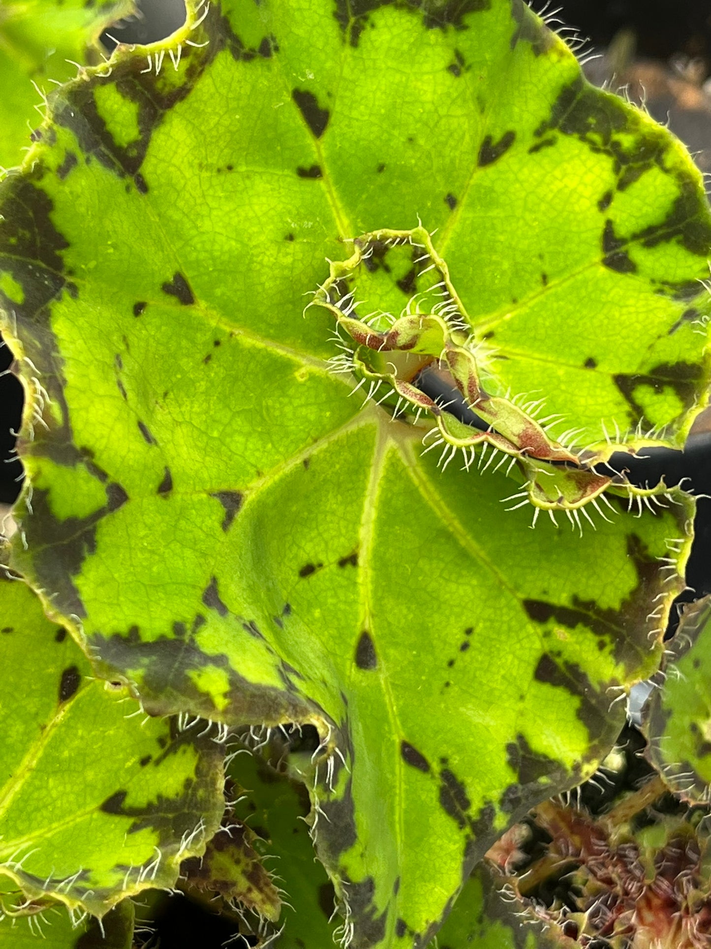 Begonia Froggy