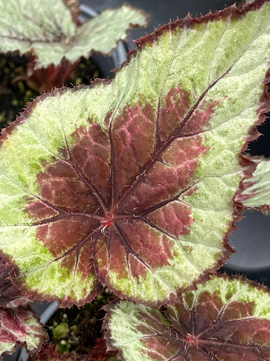 Begonia Miss Louisiana