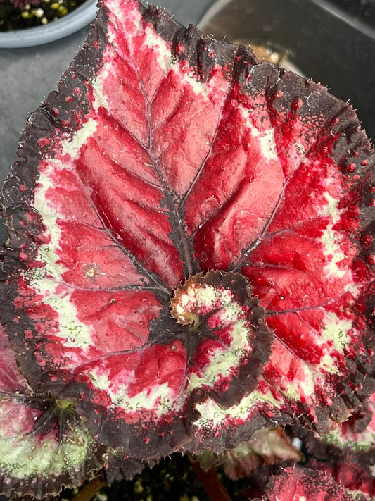 Begonia Harmony's Tazmanian Devil