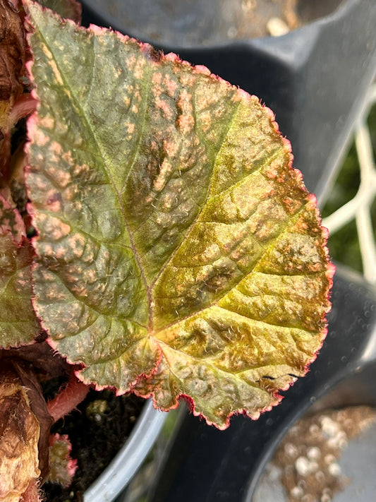 Begonia Midnight Sun