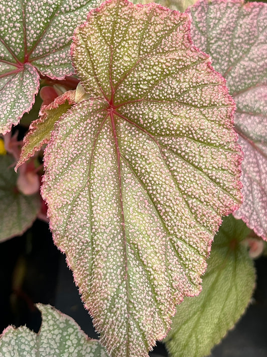 Begonia Sinbad Pink