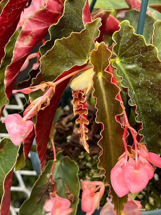 Begonia Jim's Cotton Candy