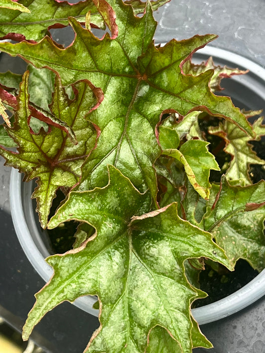 Begonia U614