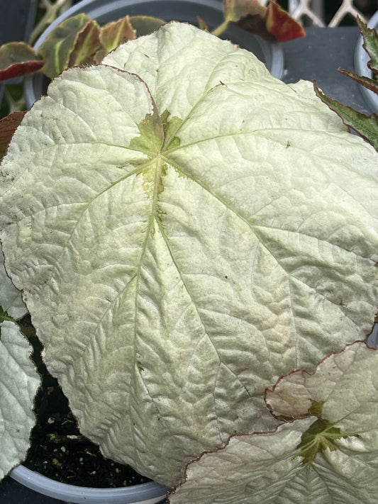 Begonia U489