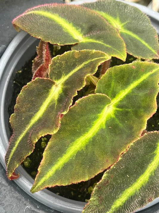 Begonia listada