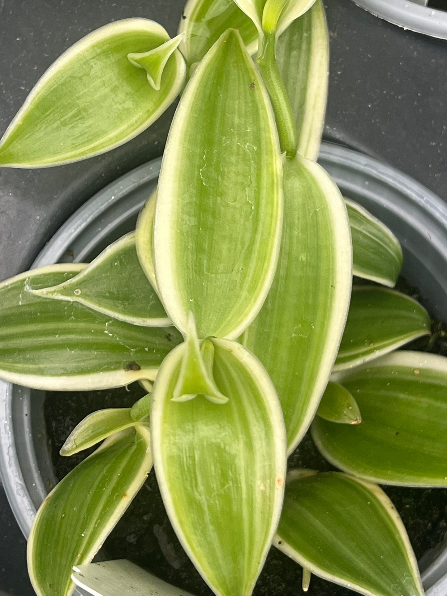 Vanilla planifolia, Albo-Variegata