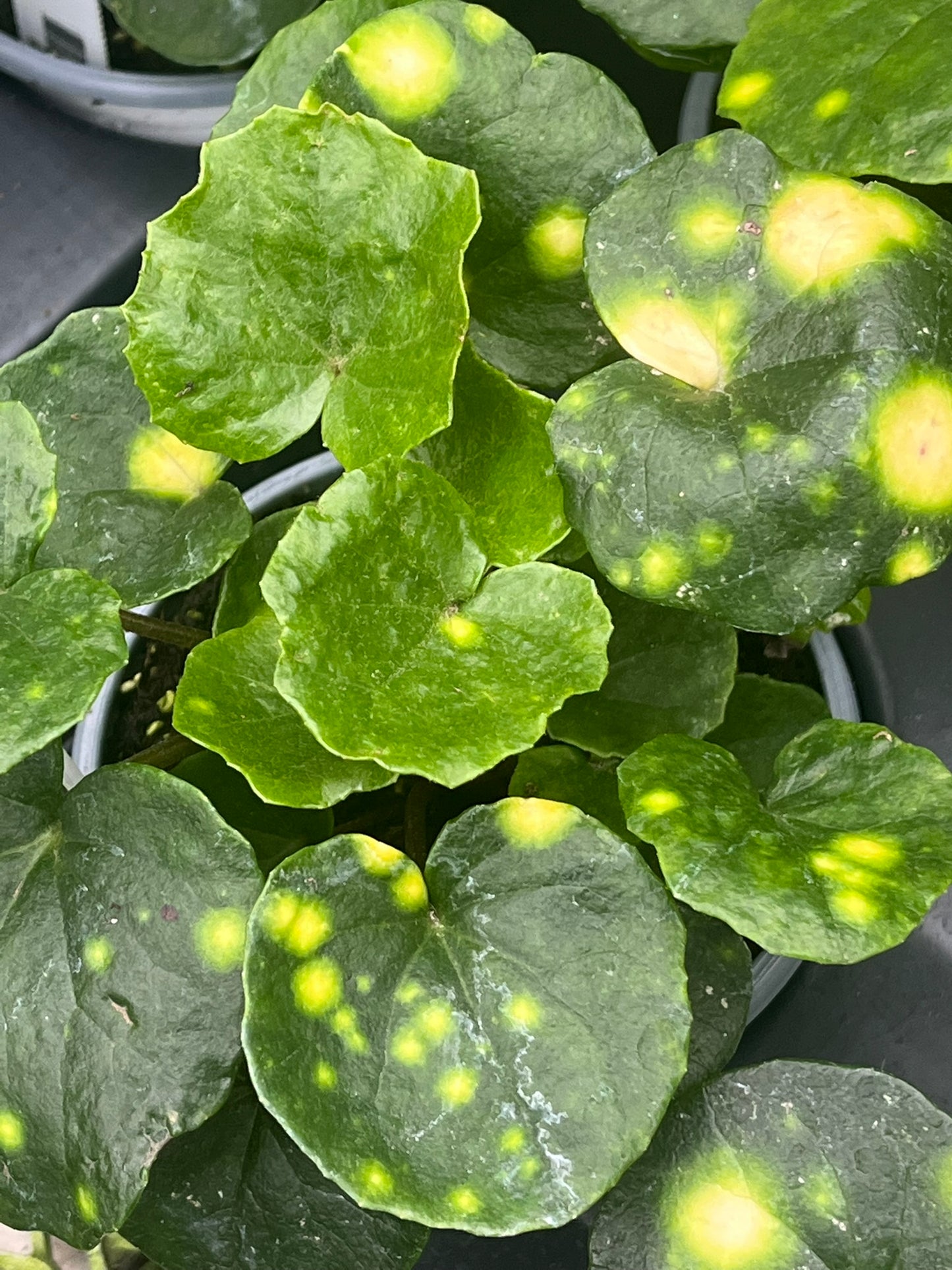 Farfugium japonicum, Firefly Leopard Plant