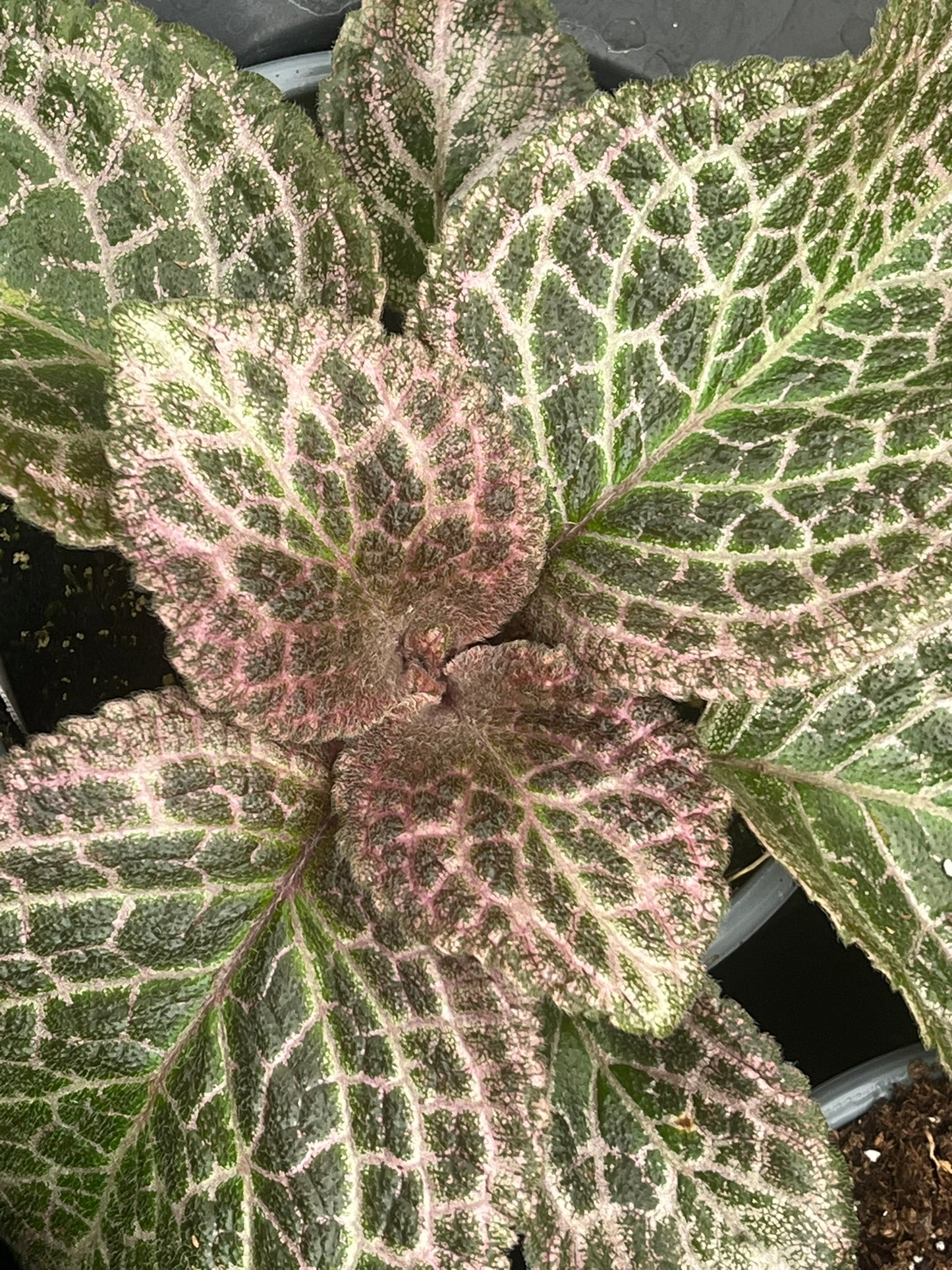 Episcia cupreata, Flame Violet, 'Pink Temptation'