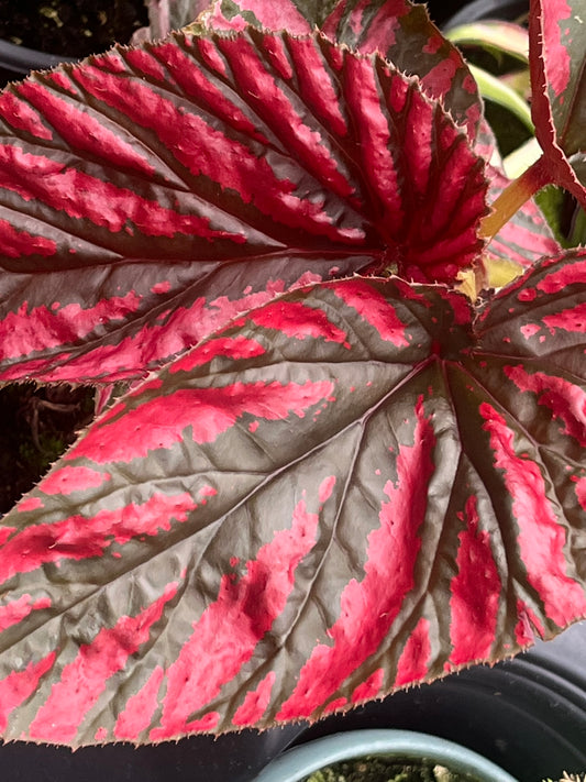 Begonia brevirimosa
