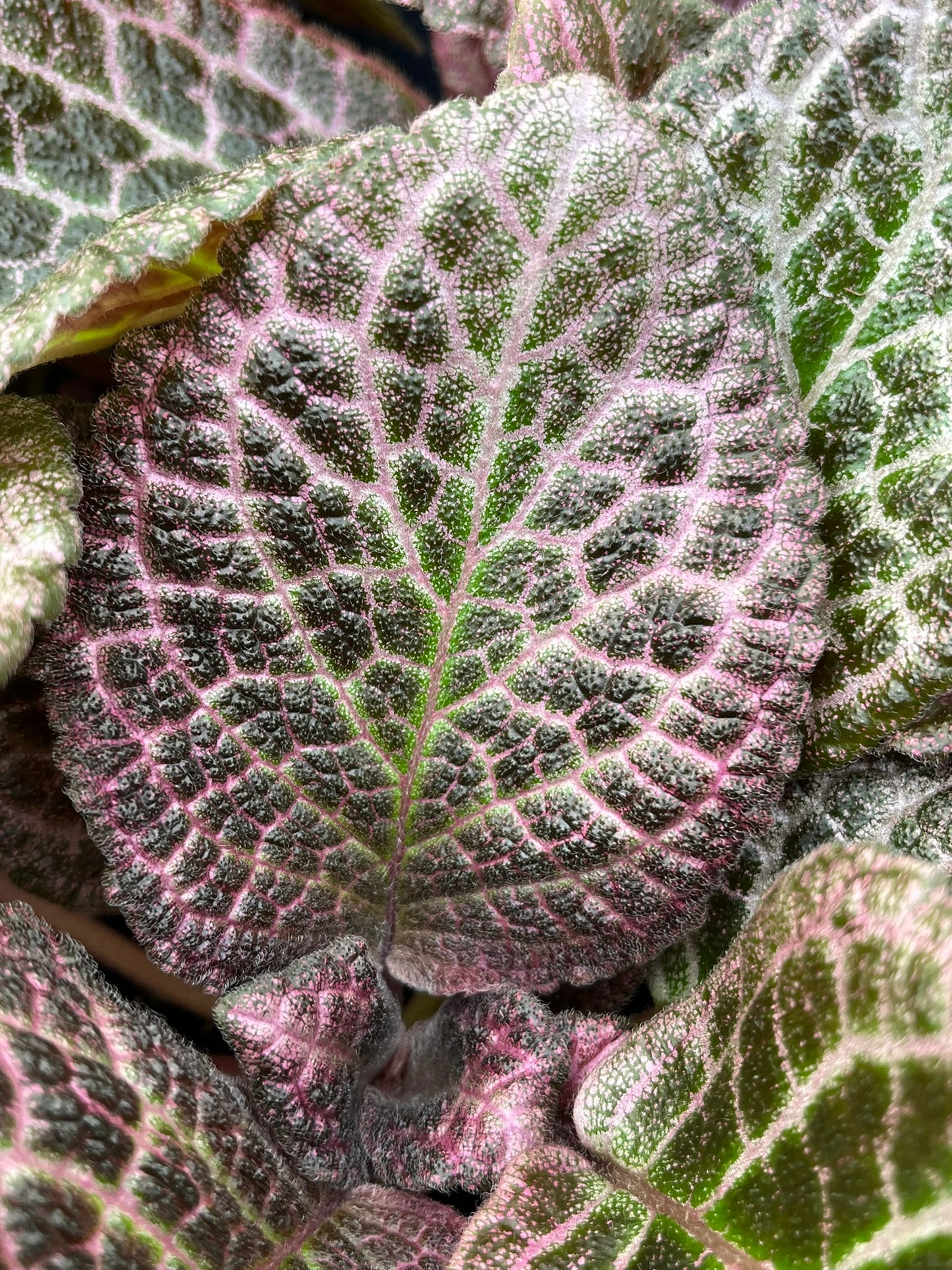 Episcia cupreata, Flame Violet, 'Pink Temptation'