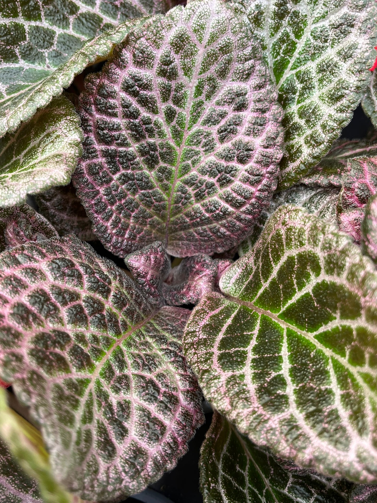 Episcia cupreata, Flame Violet, 'Pink Temptation'