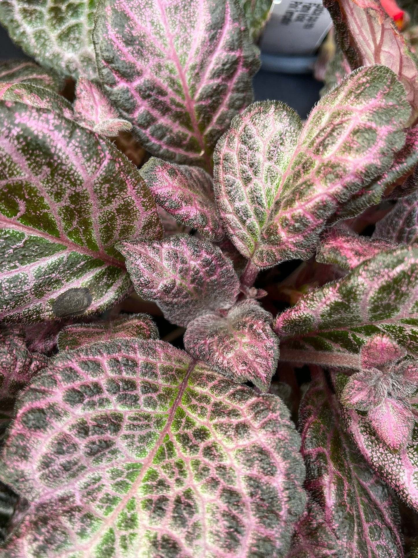 Episcia cupreata, Flame Violet, 'Pink Temptation'