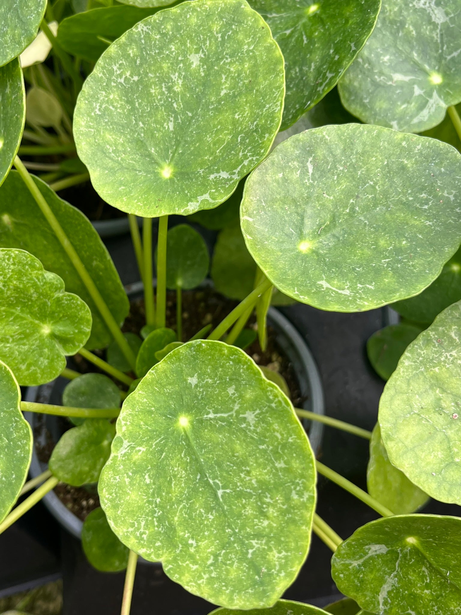 chinese money plant white spots under leaves Pilea peperomioides, Variegated Chinese Money Plant 'Sugar' – Plant Hoarder