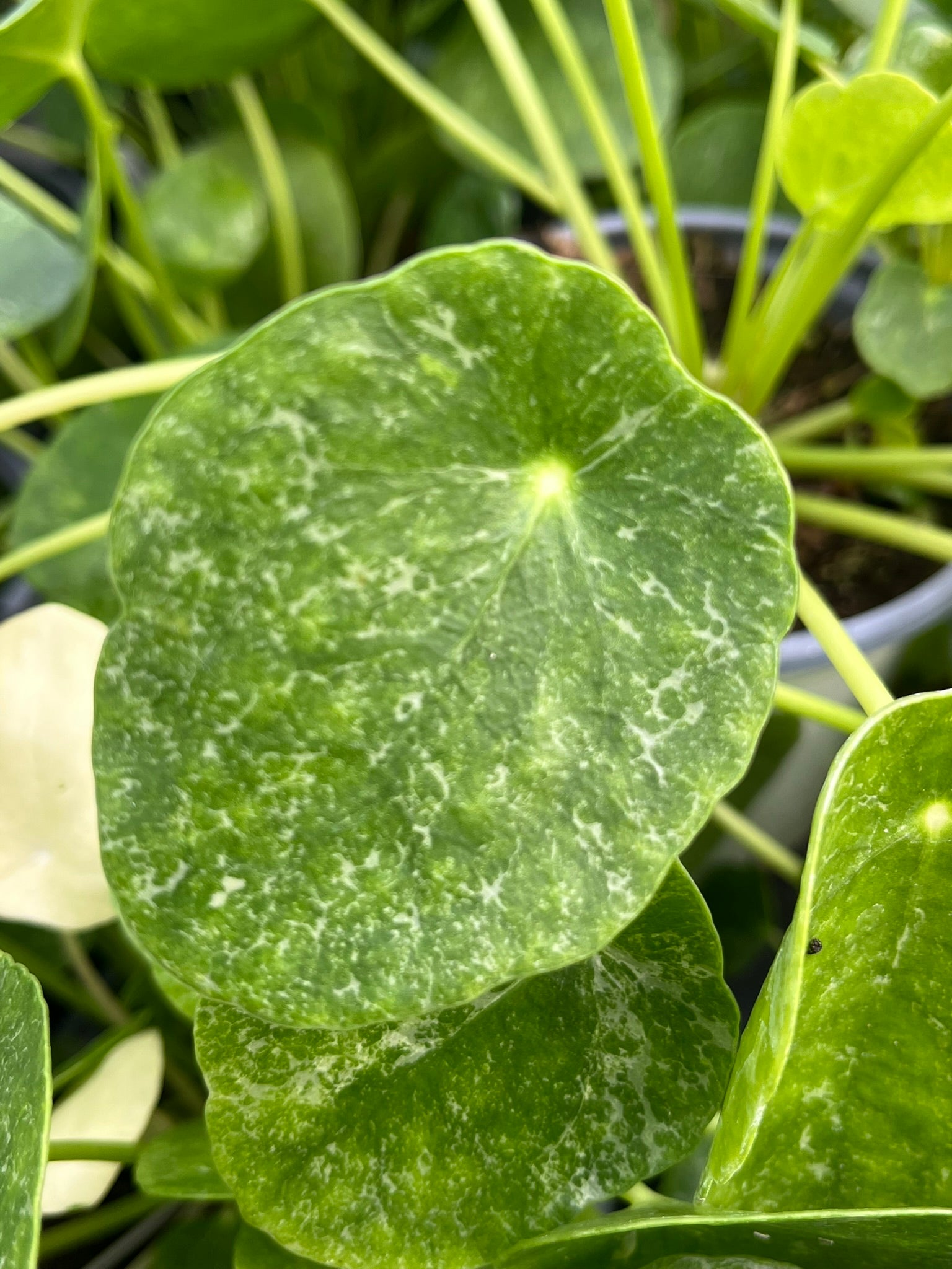 variegated chinese money plant Pilea peperomioides, Variegated Chinese Money Plant 'Sugar' – Plant Hoarder