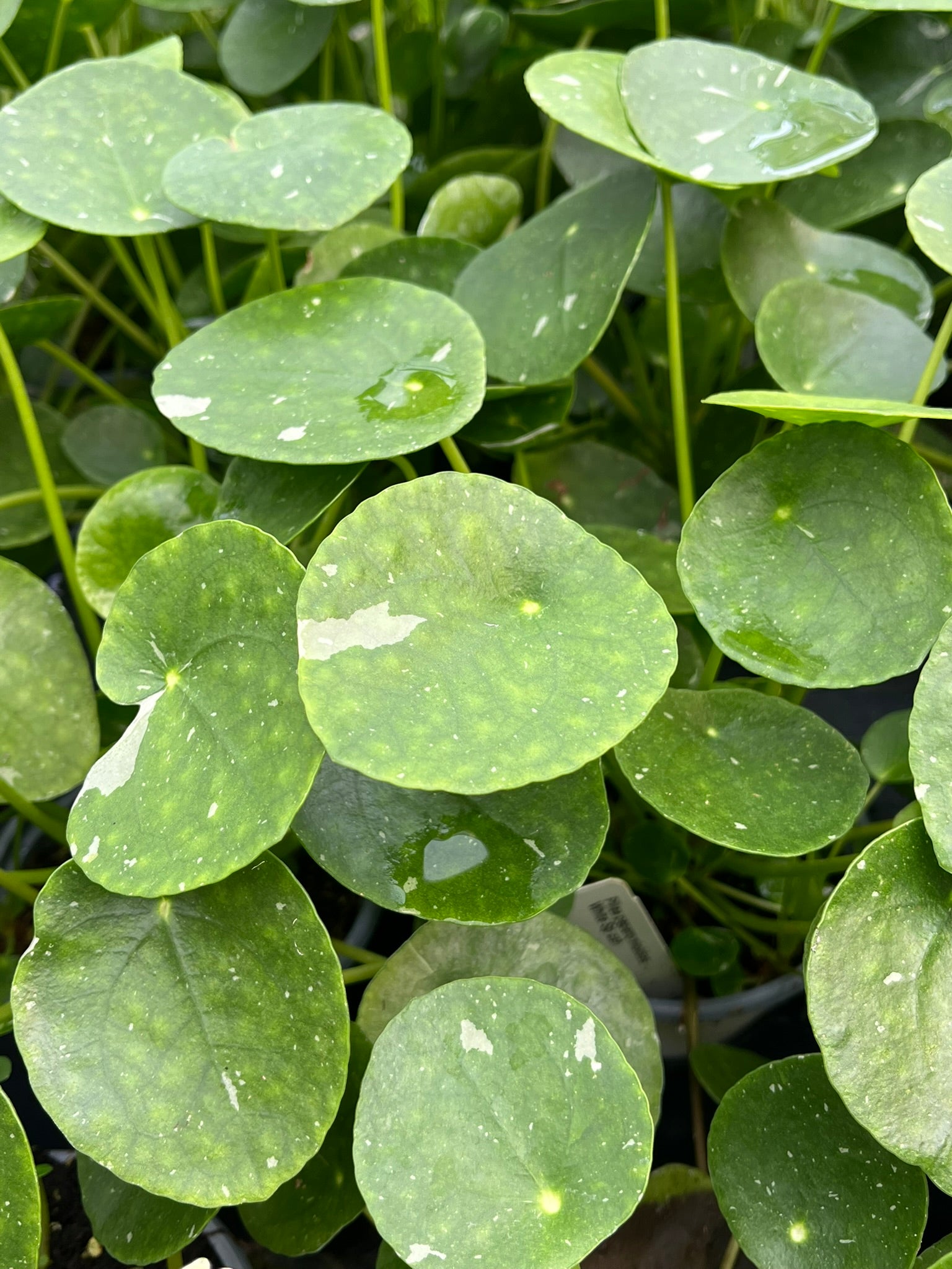 money plant with white leaves Pilea peperomioides, Variegated Chinese Money Plant ‘White Splash’
