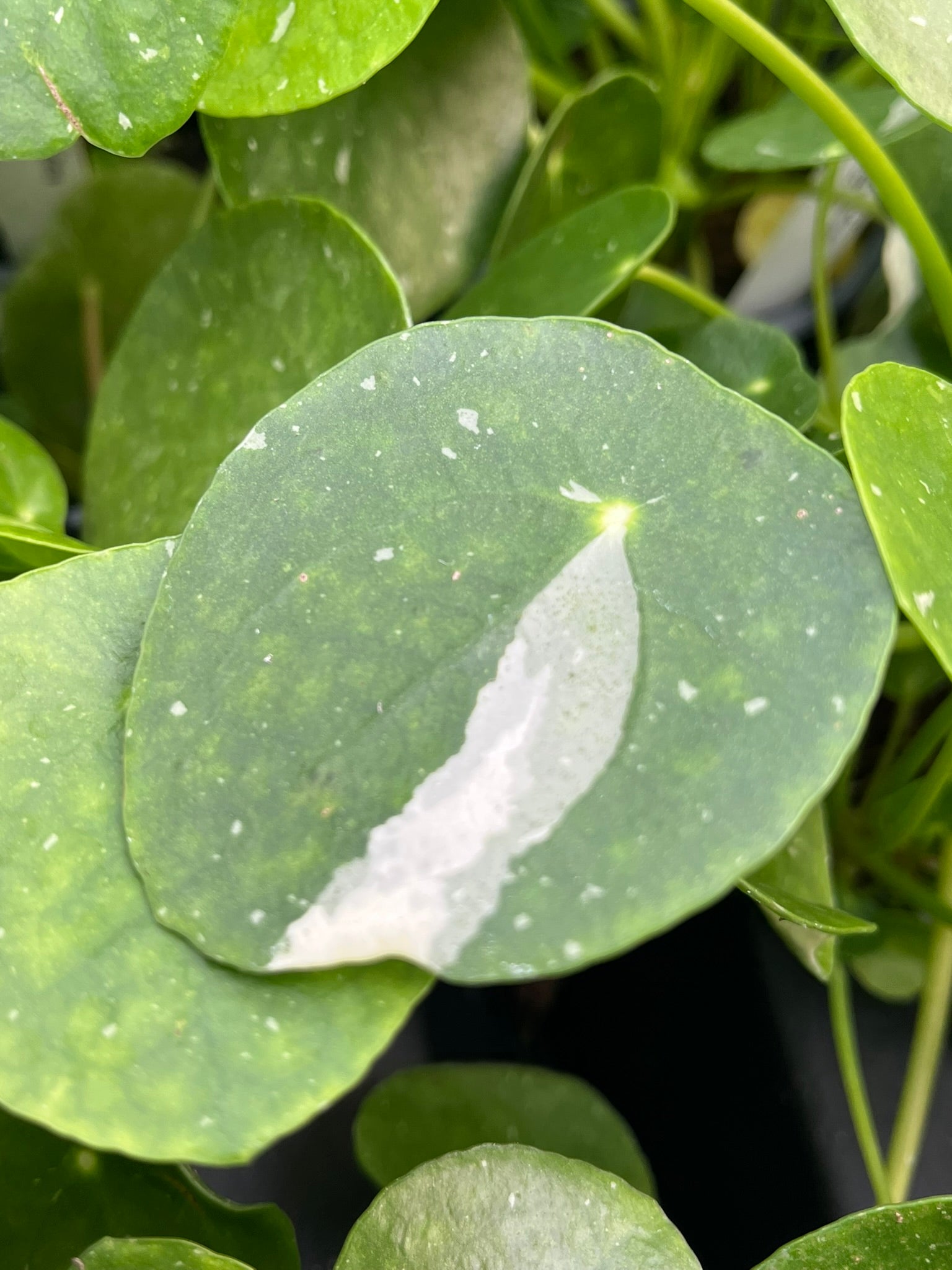 chinese money plant variegated Pilea peperomioides, Variegated Chinese Money Plant 'White Splash' – Plant Hoarder