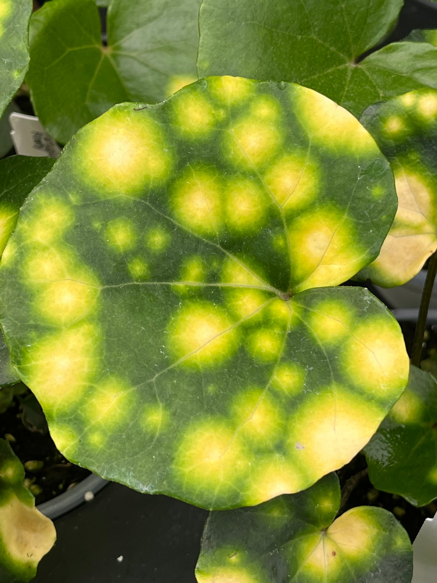 Farfugium japonicum, Firefly Leopard Plant
