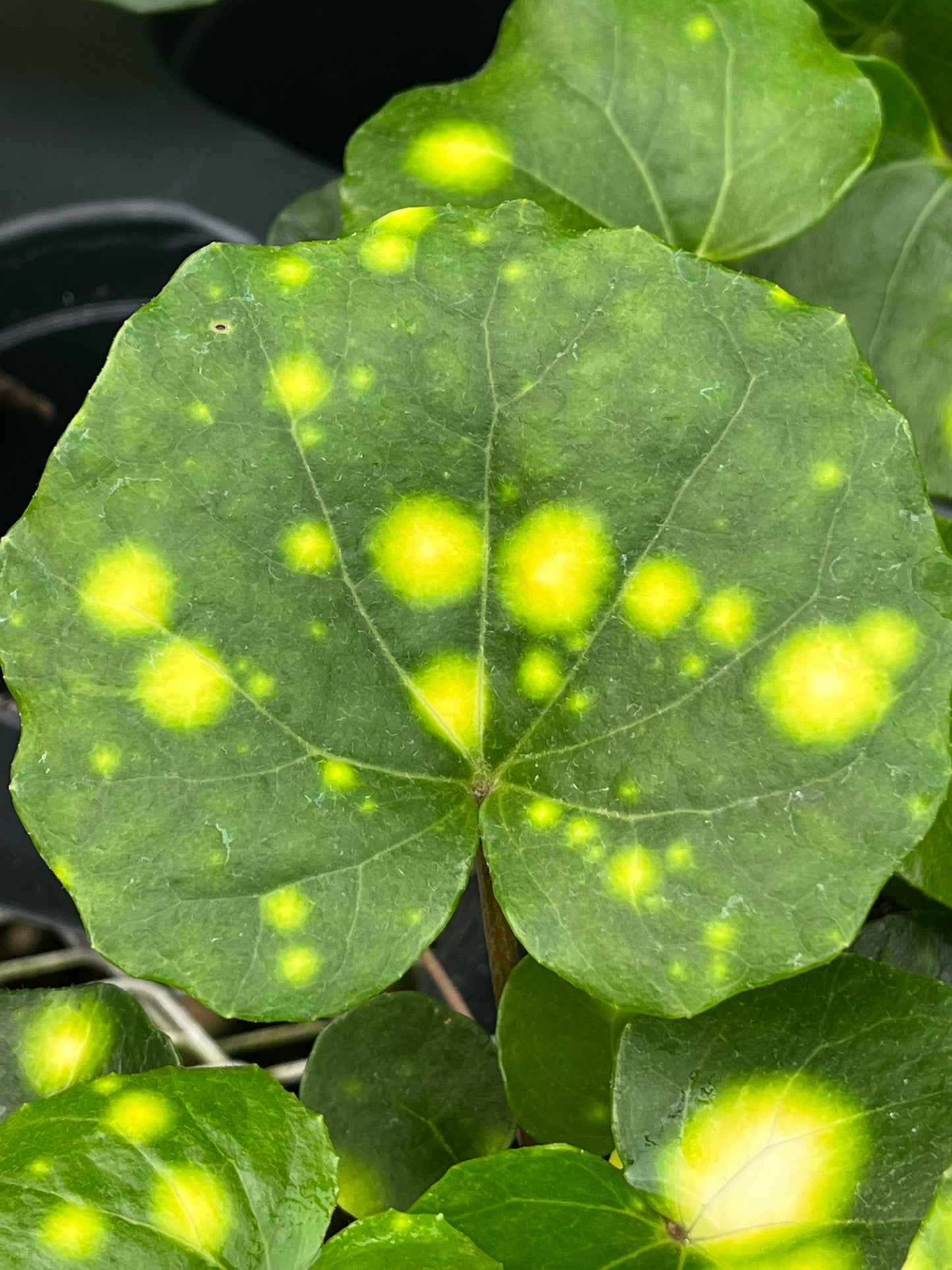 Farfugium japonicum, Firefly Leopard Plant