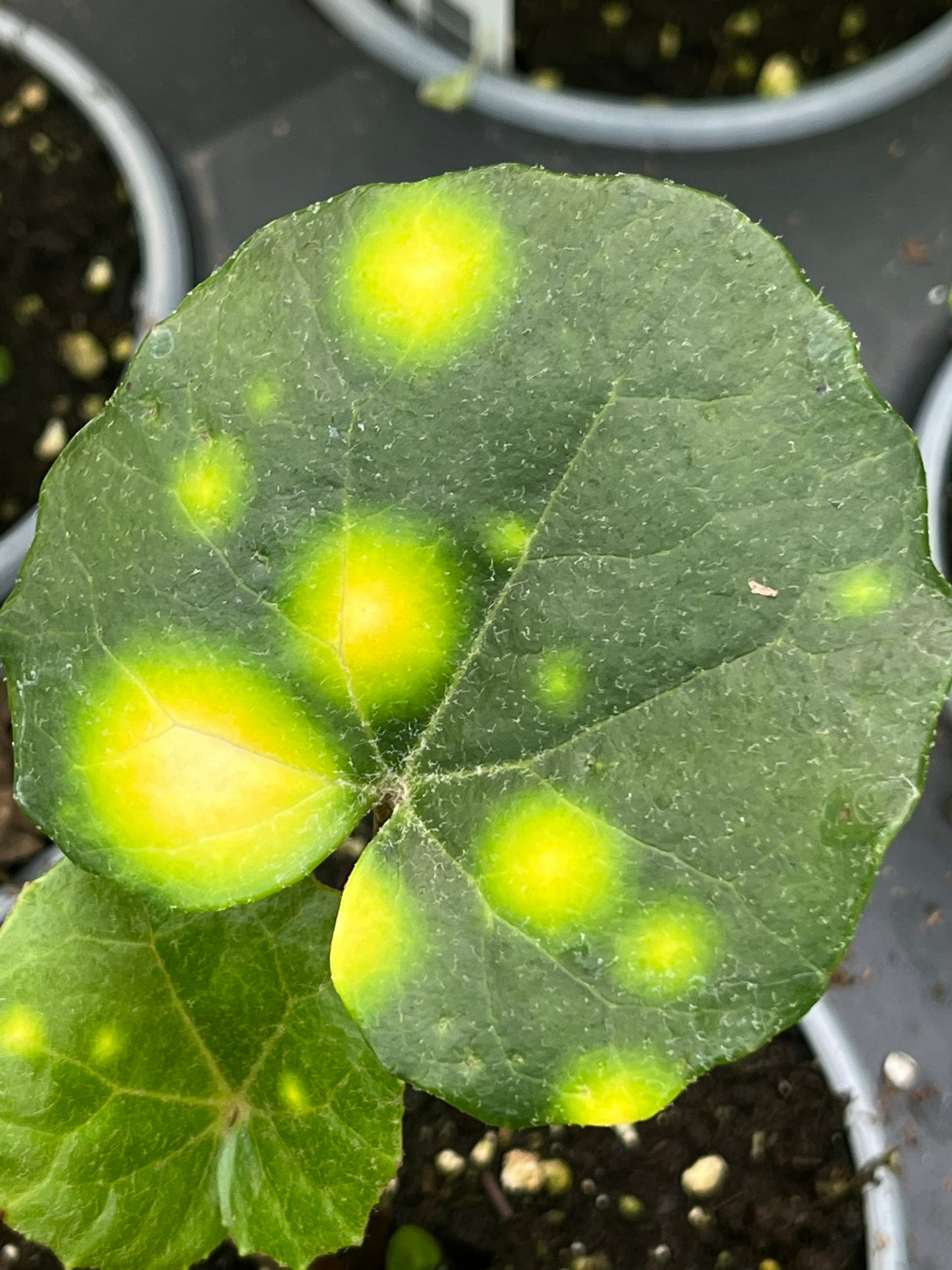 Farfugium japonicum, Firefly Leopard Plant