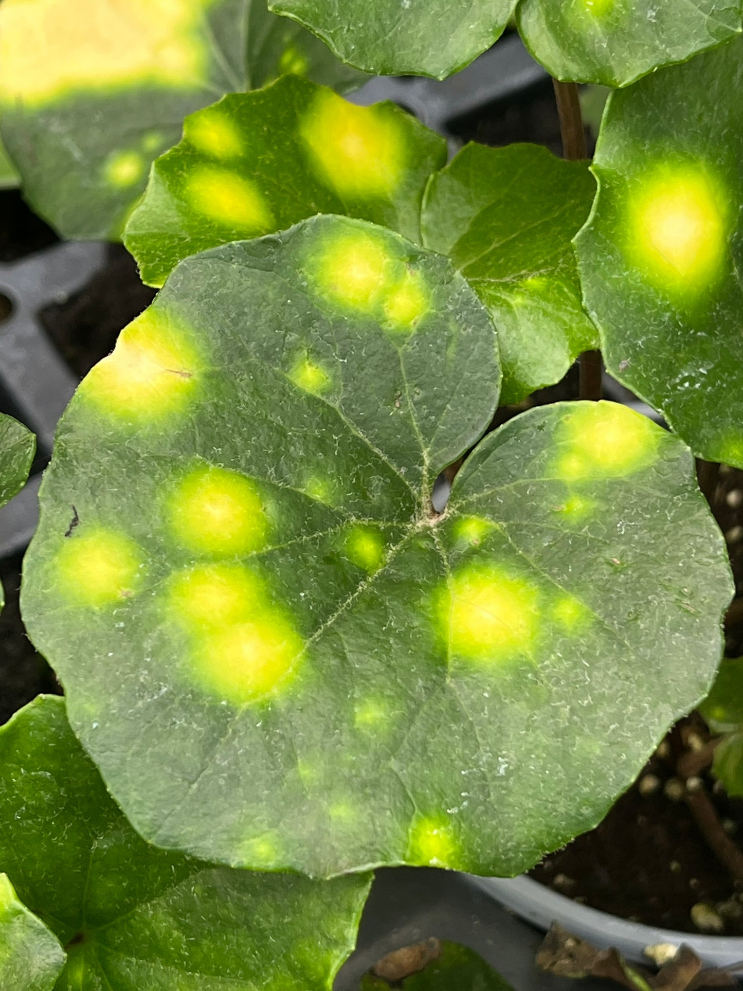 Farfugium japonicum, Firefly Leopard Plant