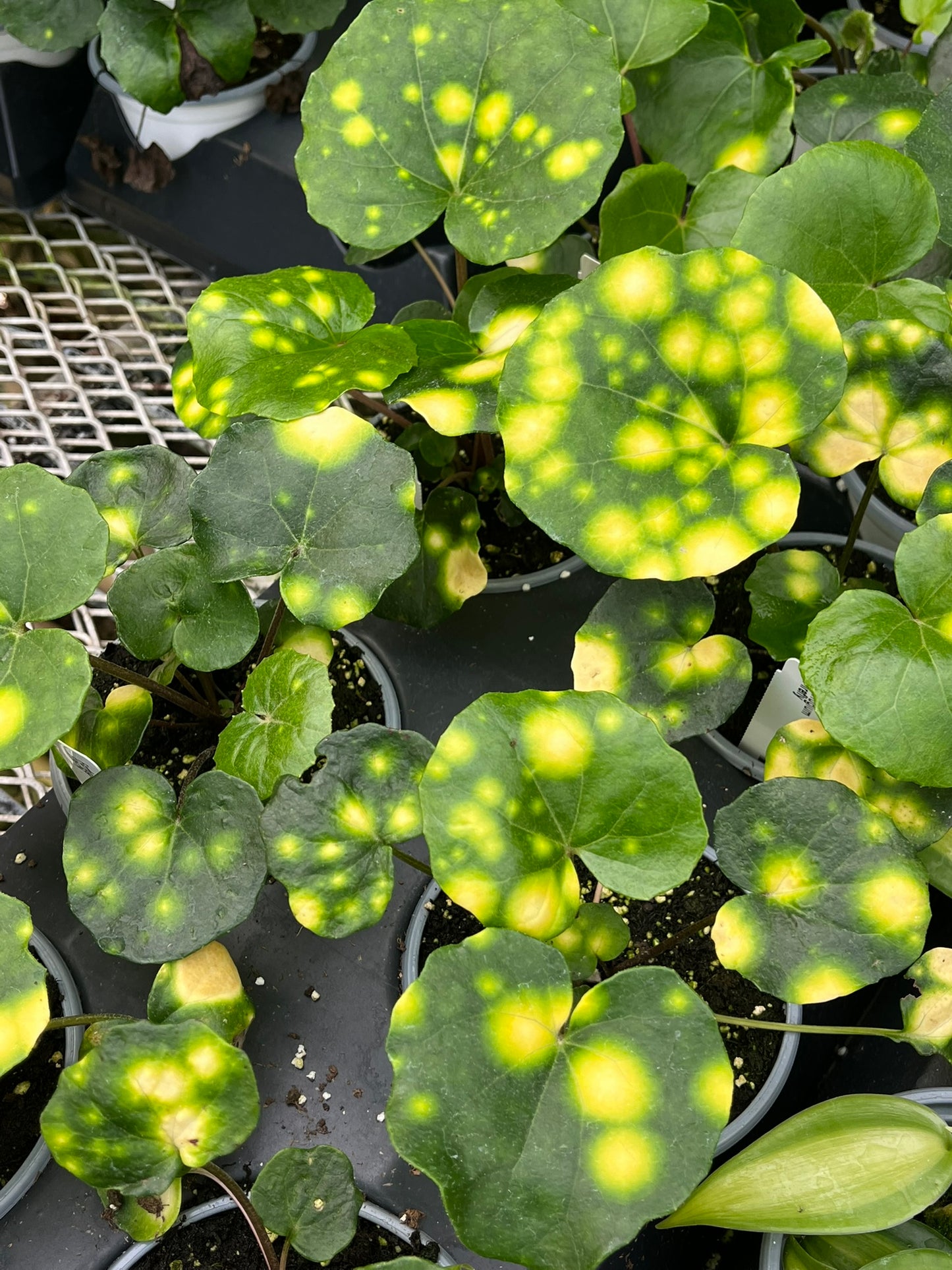 Farfugium japonicum, Firefly Leopard Plant
