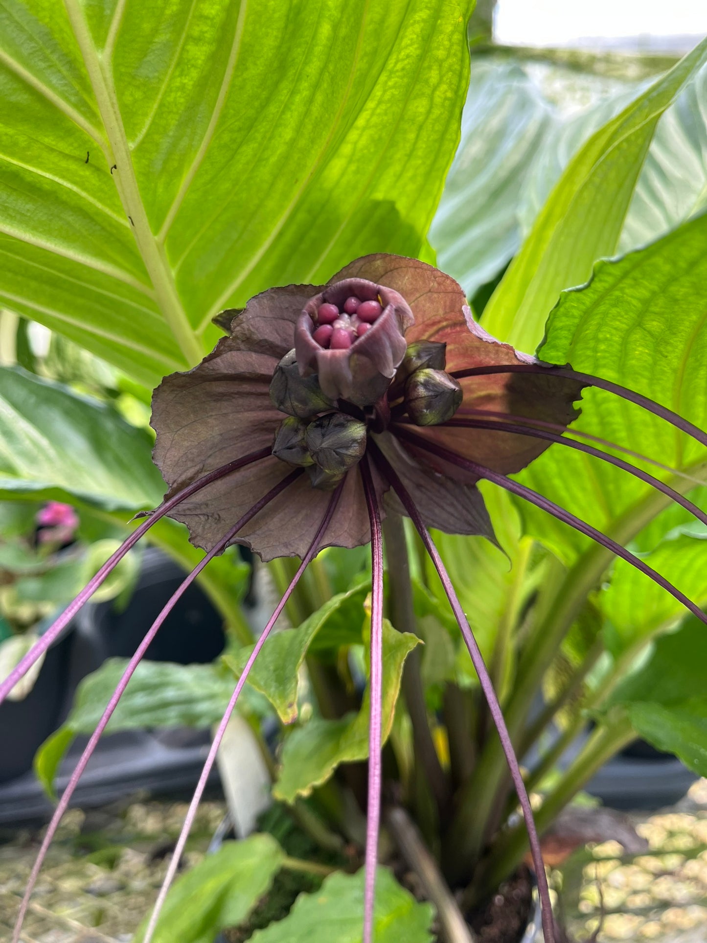 Tacca chantrieri, Black Bat Flower