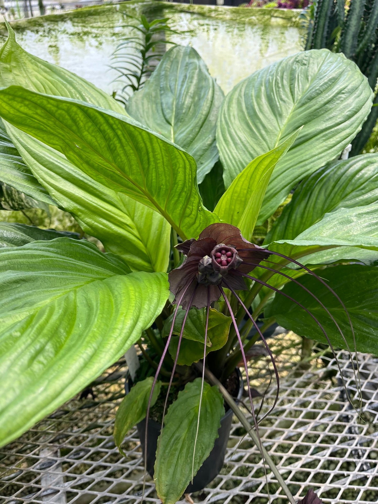 Tacca chantrieri, Black Bat Flower