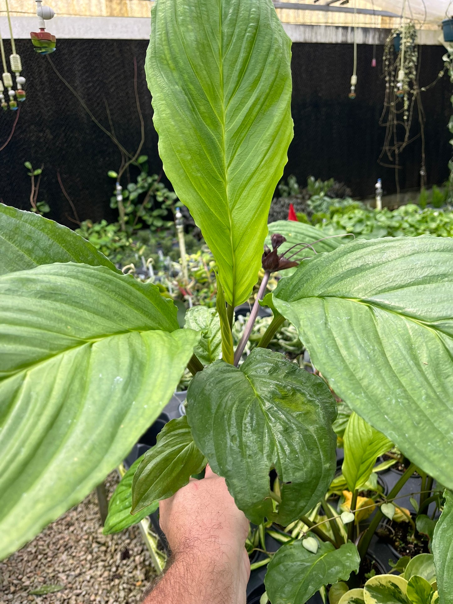 Tacca chantrieri, Black Bat Flower