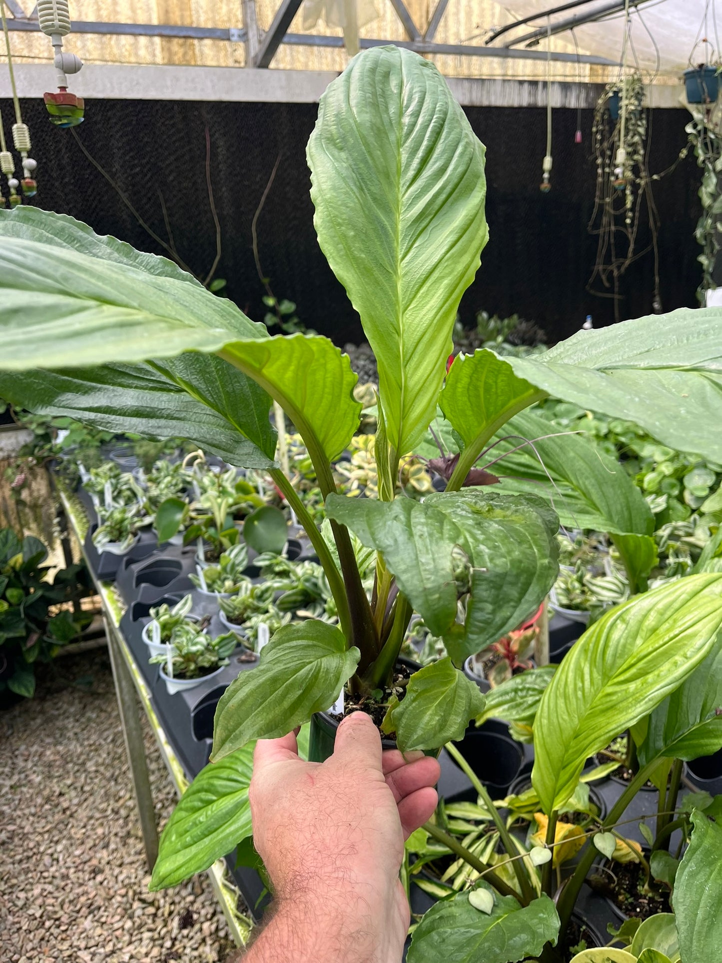 Tacca chantrieri, Black Bat Flower