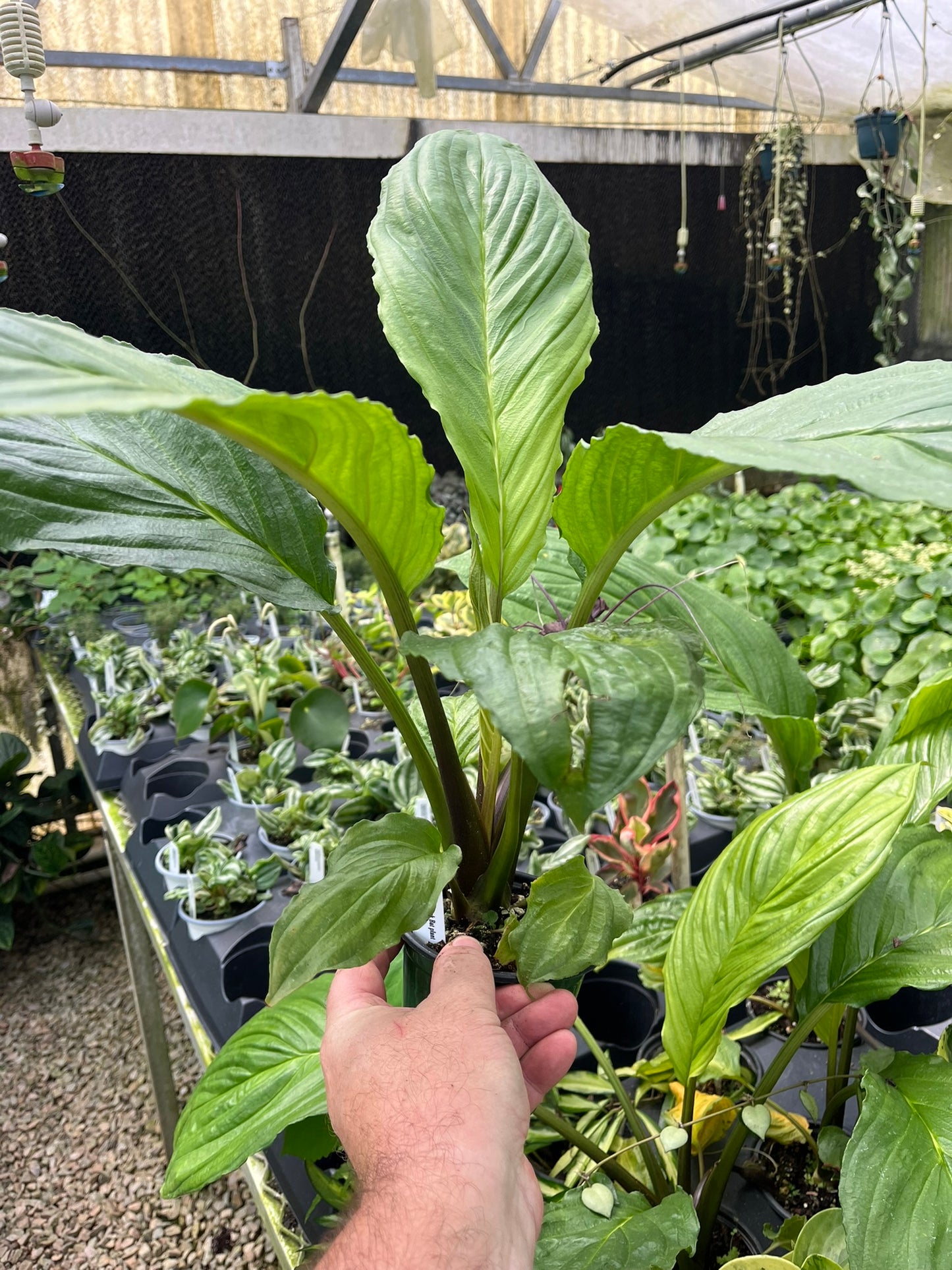 Tacca chantrieri, Black Bat Flower