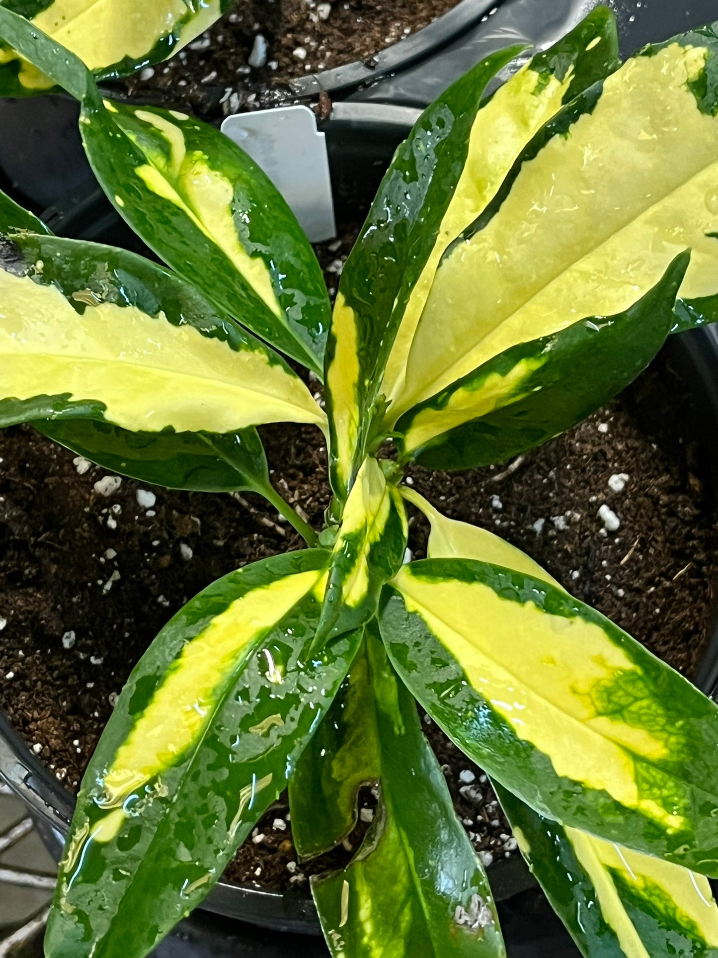 Aucuba japonica, Ogon-no-Tsuki