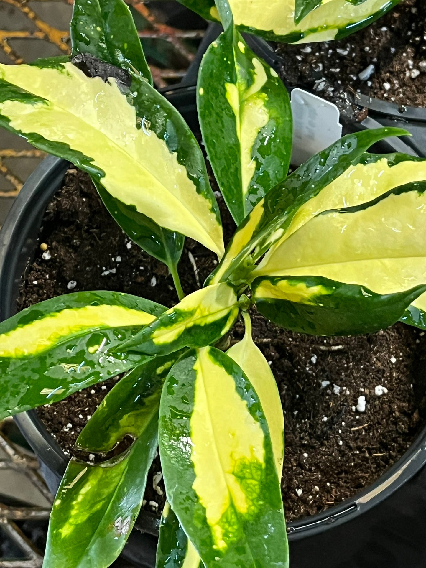 Aucuba japonica, Ogon-no-Tsuki