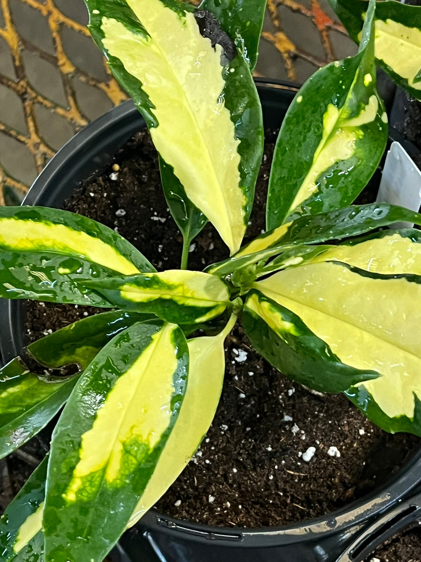 Aucuba japonica, Ogon-no-Tsuki