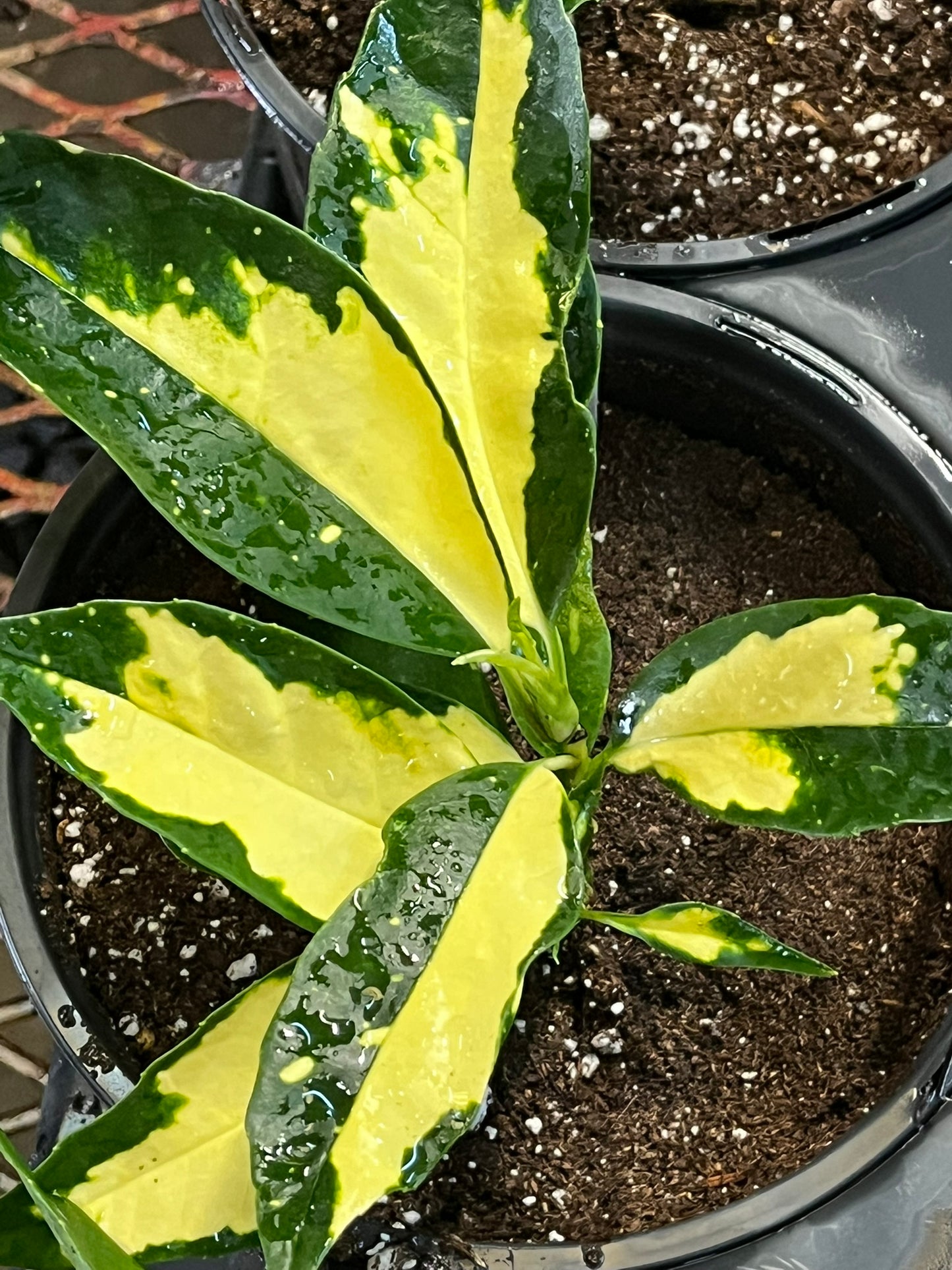Aucuba japonica, Ogon-no-Tsuki