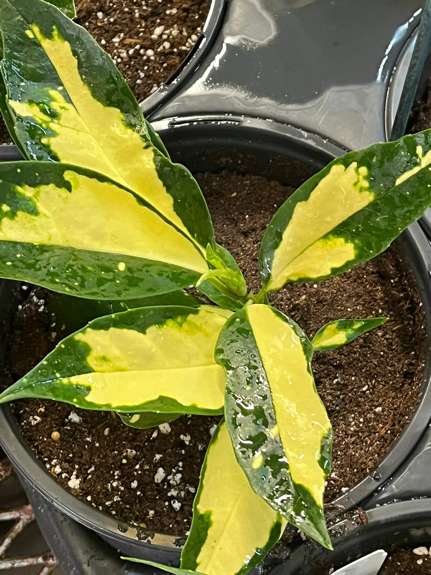 Aucuba japonica, Ogon-no-Tsuki
