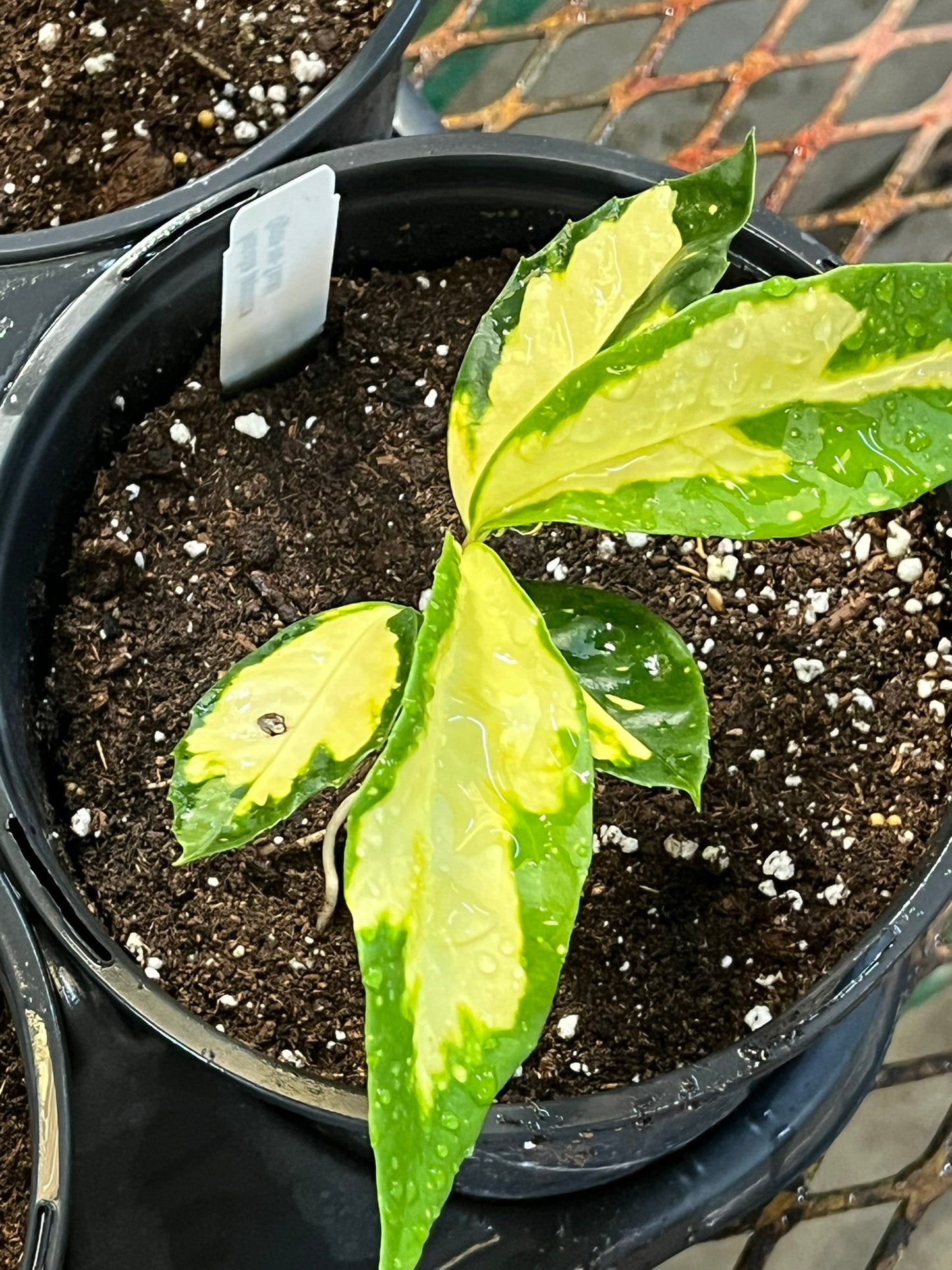 Aucuba japonica, Ogon-no-Tsuki