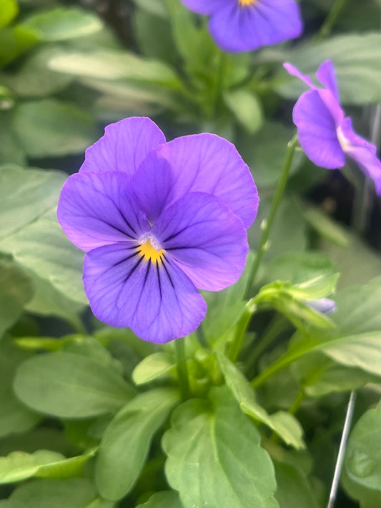 Viola, Blue