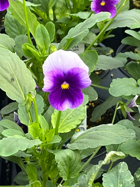 Viola, Beaconsfield