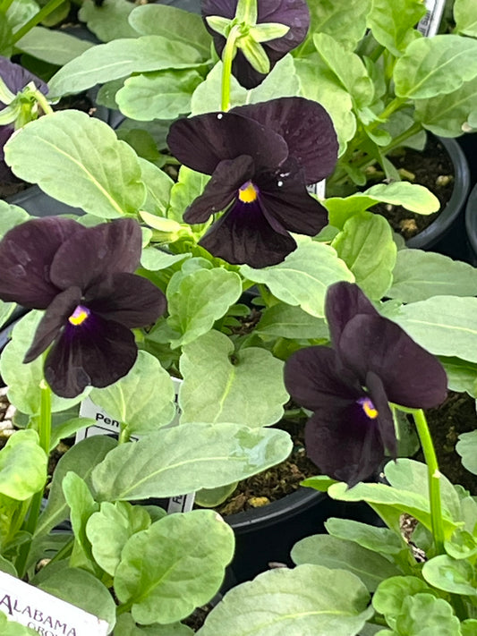 Viola, Black